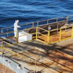 Photo of technician cleaning the surface of solar cells with birds flying in background